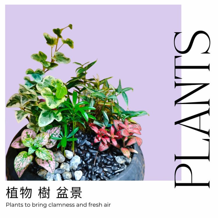 Plants and Plants arrangements
